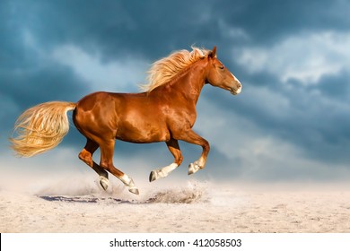 Wild Horses Running Hd Stock Images Shutterstock