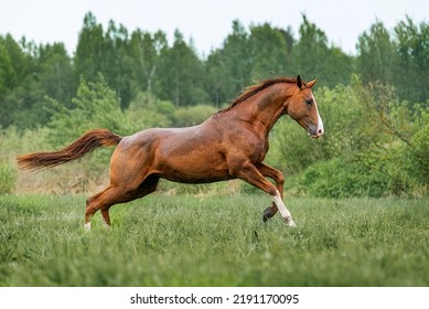 Beautiful Red Horse Running In The Rain. Don Breed Horse.