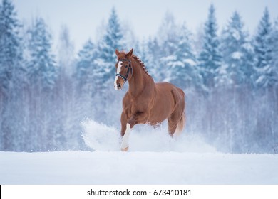 Beautiful red horse running in the snow in winter