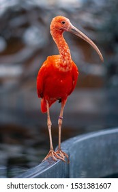 Rode Ibis High Res Stock Images Shutterstock