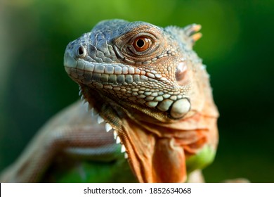 Beautiful red iguana closeup head on wood, animal closeup - Shutterstock ID 1852634068