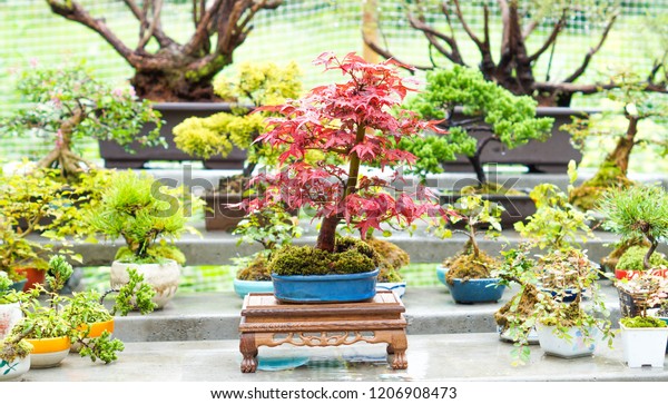 Beautiful Red Japanese Maple Bonsai Tree Stock Photo Edit Now