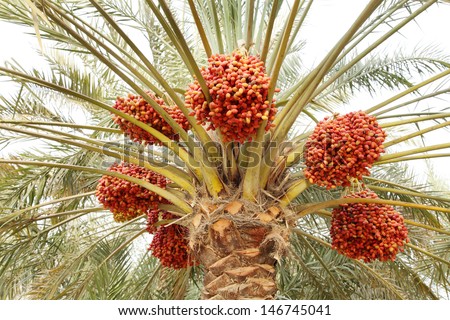Beautiful red khalal dates in a tree