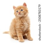 Beautiful red kitten isolated on a white background.