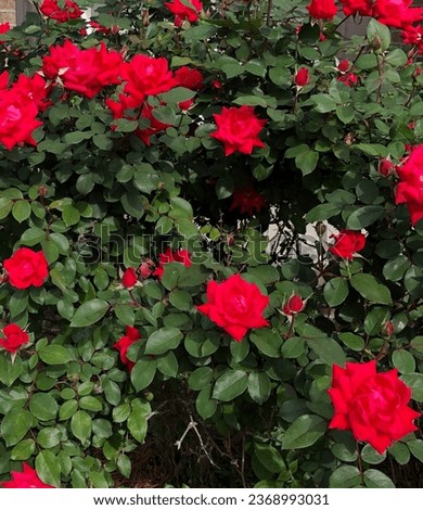 Beautiful red knockout rose bush