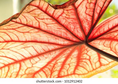 beautiful red leaf
