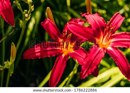 Beautiful red lilium flower with blurred background at the flower garden.