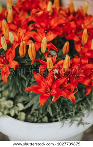 Beautiful red lily flowers in a garden