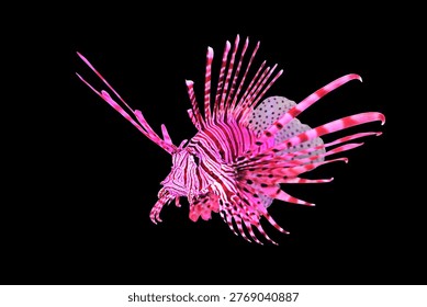 A beautiful red lionfish on isolated black background. It is a popular marine aquarium fish. Pterois volitans is a venomous coral reef fish in the family Scorpaenidae.