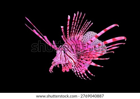 A beautiful red lionfish on isolated black background. It is a popular marine aquarium fish. Pterois volitans is a venomous coral reef fish in the family Scorpaenidae.