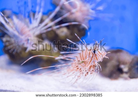 Beautiful red Lionfish swiming with blue background in aquarium
