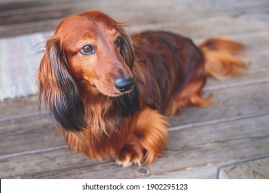 Beautiful Red Long-haired grown up adult Dachshund dog portrait 