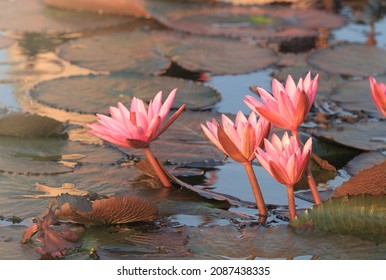 beautiful Red lotus  is the most famous attraction of Udonthani,thailand