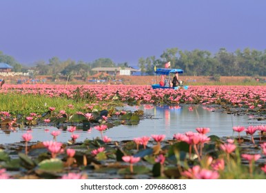 beautiful Red lotus  is the most famous attraction of Udonthani,thailand