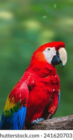 a beautiful red macaw bird 