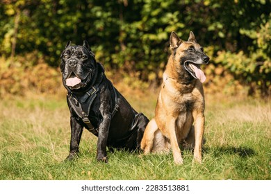 Beautiful Red Malinois dog and black Cane Corso dog funny sitting together outdoor in grass in autumn day. Big dog breeds. - Shutterstock ID 2283513881