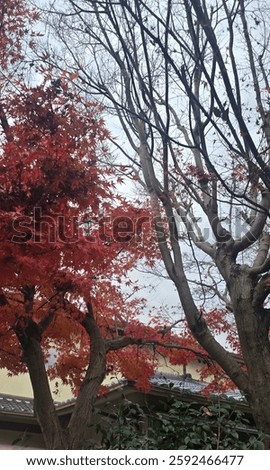 beautiful red maple tree during winter