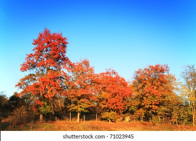 Beautiful Red Maple Trees In Fall Season Over Blue Sky