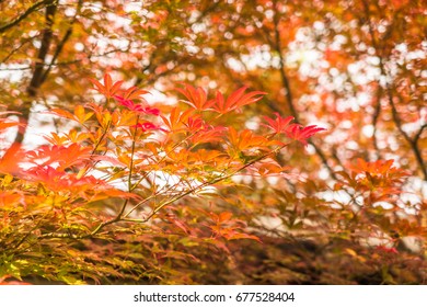 beautiful red maple trees,blurred background.