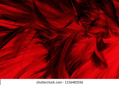 Beautiful Red Maroon - Black Feather Pattern  Texture Background