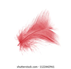 Beautiful Red Maroon Feather Isolated On Stock Photo 1095925502 ...