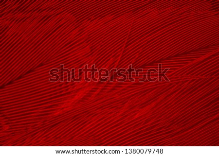 Beautiful red maroon feather pattern  texture background