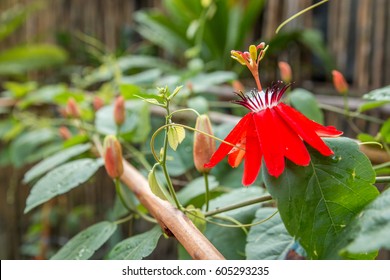 Beautiful Red Mary Jane Passiflora Blooms Amongst The Green Leaves And Vines