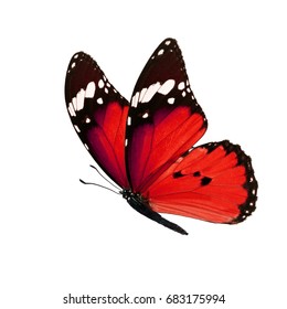 Small red butterflies Images, Stock Photos & Vectors | Shutterstock