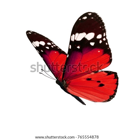 Beautiful red monarch butterfly isolated on white background.