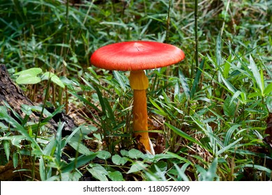 317,564 Red Mushroom Stock Photos, Images & Photography | Shutterstock