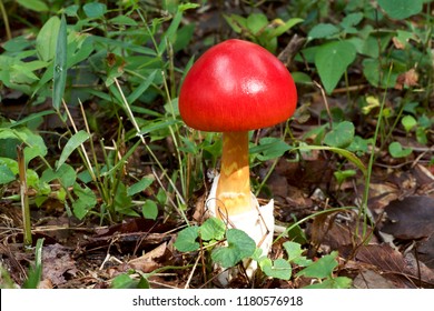 317,564 Red Mushroom Stock Photos, Images & Photography | Shutterstock