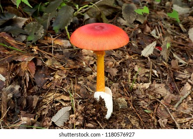 317,564 Red Mushroom Stock Photos, Images & Photography | Shutterstock