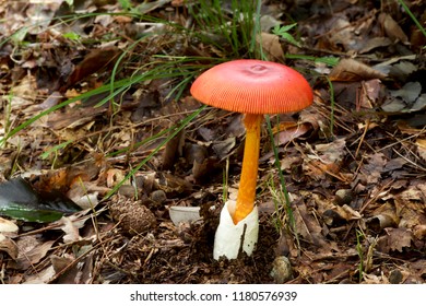 317,564 Red Mushroom Stock Photos, Images & Photography 