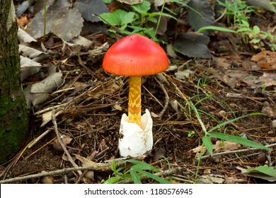 317,564 Red Mushroom Stock Photos, Images & Photography | Shutterstock