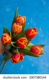 Beautiful red orange tulips on blue background