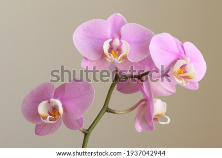 Beautiful red orchid on a dark background.