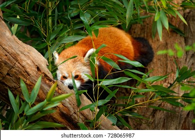Beautiful Red panda lying on the tree with green leaves. Red panda bear, Ailurus fulgens, habitat, animal from China. Wildlife scene from Asian forest. - Shutterstock ID 728065987