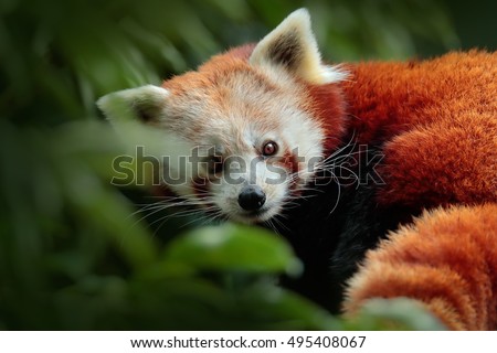 Beautiful Red panda lying on the tree with green leaves. Ailurus fulgens, detail face portrait of animal from China. Wildlife scene from Asian forest.