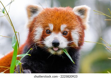 Bella panda roja, joven panda menor o pulverizador Ailurus fulgens, oso panda cute en el bosque,
