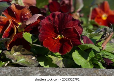 Beautiful Red Pansy Flowers Grow In A Concrete Flower Bed.