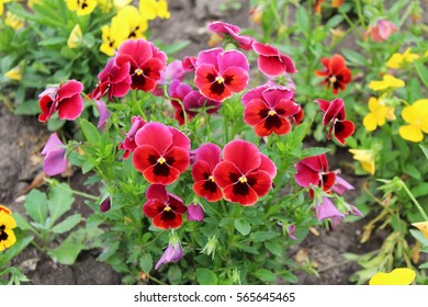 15,742 Red pansy Images, Stock Photos & Vectors | Shutterstock