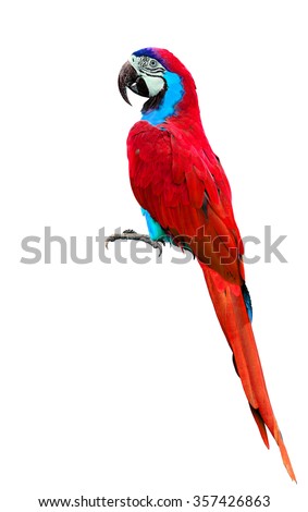 Beautiful red parrot or red parakeet isolated on white background