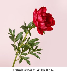 Beautiful red peony isolated on light pink background. - Powered by Shutterstock