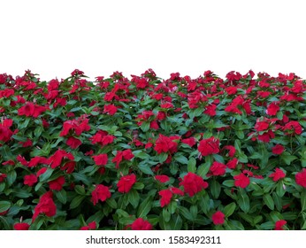 Beautiful Red Periwinkle, Vinca Cora Red Features Large, Dark Red Blooms Along With Glossy Green Foliage. Vintage Floral Pattern. Isolated On A White Background.