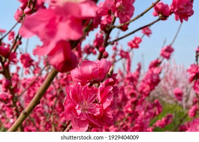 Beautiful Red And Pink Blooming Peach Flowers From Far To Near In Early Spring Season, Spring Blossom Field Landscape Background