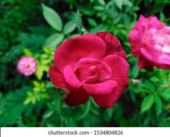 Indian Rose Stock Photos Images Photography Shutterstock