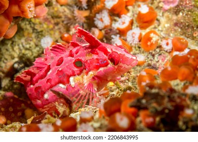 A beautiful red and pink crevice kelpfish on a reef in California's Channel Islands shows how its coloration blends in with the background it inhabits.   - Shutterstock ID 2206843995