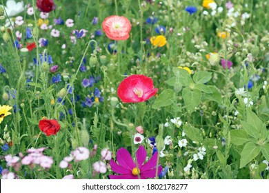 beautiful red and pink poppy flowers in a colorful meadow with cosmos flower - Powered by Shutterstock