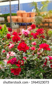 
Beautiful Red And Pink Roses Blooming In The Garden Center During Spring With Clay Pots In The Background