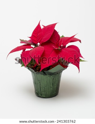 A beautiful red poinsettia isolated on white background.  
